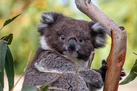 Great Ocean Road Tour With Lunch - Nambucca Heads Accommodation 5