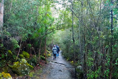 Kunanyi / Mt Wellington Explorer Bus - 2 Hour Return Tour - Nambucca Heads Accommodation 2