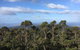 Kunanyi/Mt Wellington Explorer Bus - One Way Tour - thumb 5