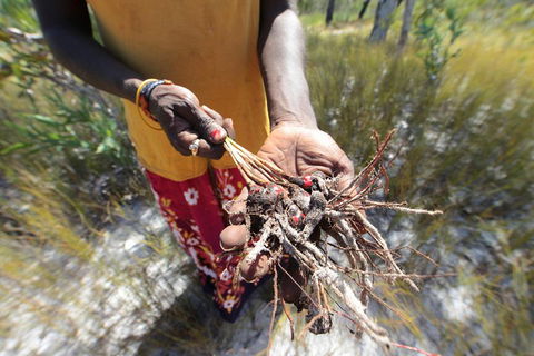 Gay-Wu Woman's 5 Day Yolngu Homeland Tour - Nambucca Heads Accommodation 0