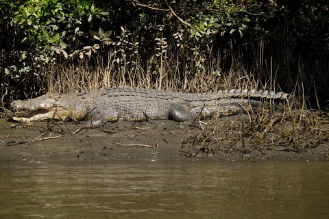 5-Day Best Of Cairns With Daintree, Kuranda, And Great Barrier Reef - Nambucca Heads Accommodation 5