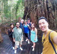 Cairns 4WD Waterfall and Rainforest Tour Including Kuranda Scenic Railway - Nambucca Heads Accommodation