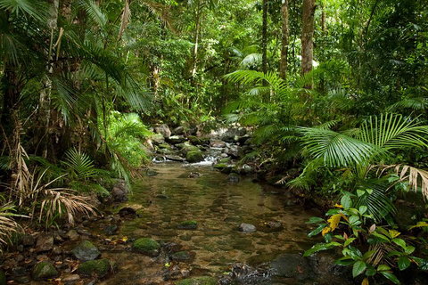Cairns Reef And Rainforest Combo: Daintree Rainforest And The Great Barrier Reef - Nambucca Heads Accommodation 1