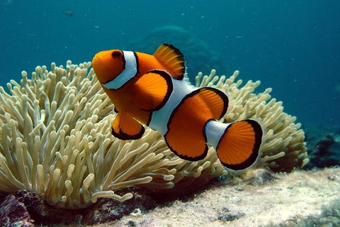 Cairns Reef And Rainforest Combo: Daintree Rainforest And The Great Barrier Reef - Nambucca Heads Accommodation 2