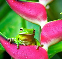 Cape Tribulation Mossman Gorge and Daintree Rainforest Premium Day Tour - Nambucca Heads Accommodation