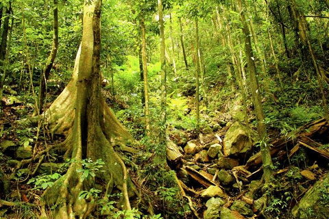 Barron Gorge And Kuranda National Park Half Day Rainforest And Waterfall 4WD Tour From Cairns - Nambucca Heads Accommodation 4
