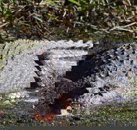 Full Day Tour in the Daintree - Nambucca Heads Accommodation