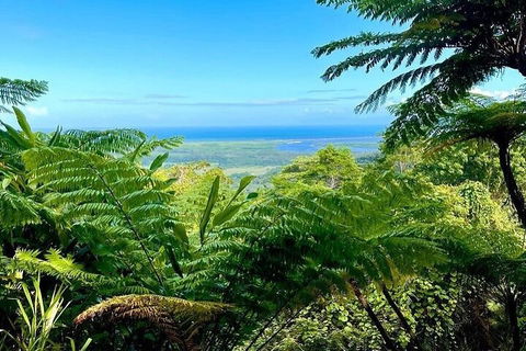 Full Day Tour In The Daintree - Nambucca Heads Accommodation 5