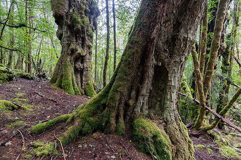 3-Day Cradle Mountain Photography Workshop - Nambucca Heads Accommodation 1