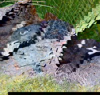 Private Blue Mountains Tour with Kangaroo and Koala Experience - Nambucca Heads Accommodation