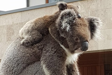 Adelaide Shore Excursion: Adelaide City Tour By Private Limo - Nambucca Heads Accommodation 4