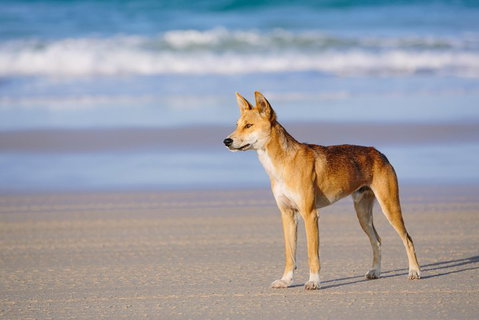 Fraser Island 4WD Tour From Rainbow Beach - Nambucca Heads Accommodation 2