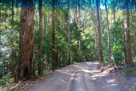 Fraser Island 4WD Tour From Rainbow Beach - Nambucca Heads Accommodation 4