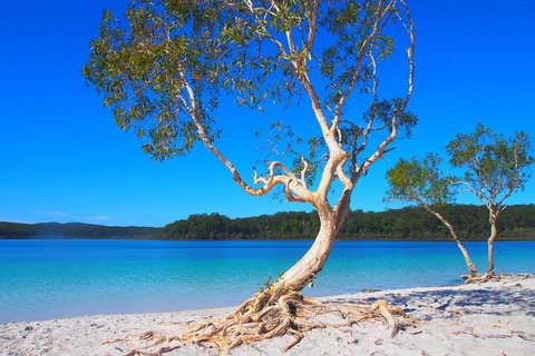 Fraser Island 4WD Tour From Rainbow Beach - Nambucca Heads Accommodation 5
