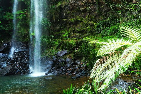 Private Tour - Rainforest & Waterfalls Extravaganza - Nambucca Heads Accommodation 1