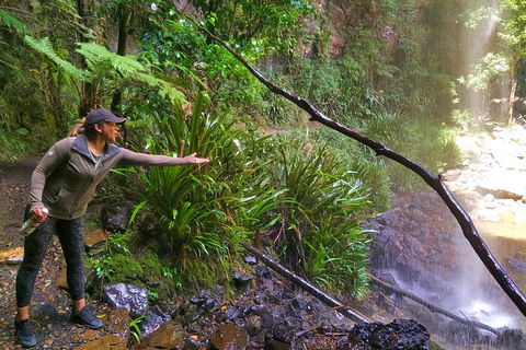 Private Tour - Rainforest & Waterfalls Extravaganza - Nambucca Heads Accommodation 4