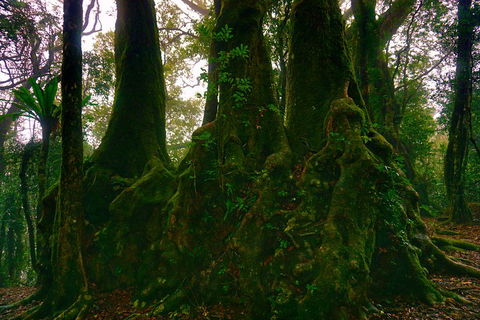Private Tour - Rainforest & Waterfalls Extravaganza - Nambucca Heads Accommodation 5