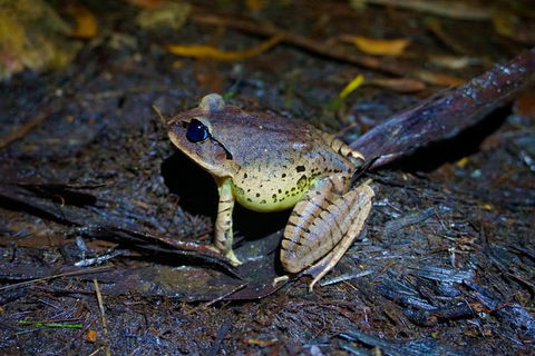 Glow Worms Private Tour - Nocturnal Rainforest Walk - Nambucca Heads Accommodation 0