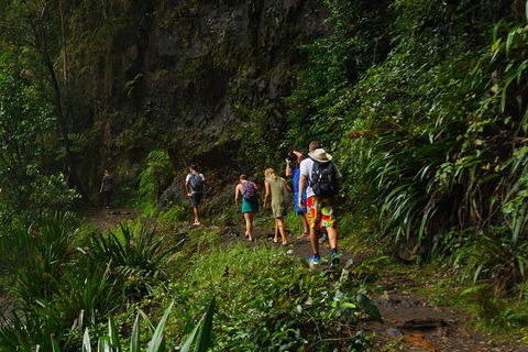 Glow Worms Private Tour - Nocturnal Rainforest Walk - Nambucca Heads Accommodation 1