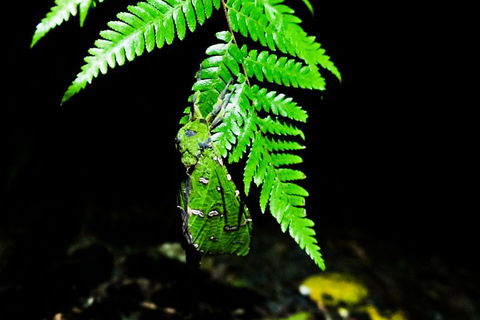 Glow Worms Private Tour - Nocturnal Rainforest Walk - Nambucca Heads Accommodation 2