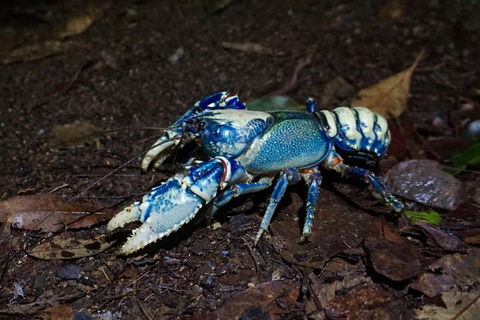 Glow Worms Private Tour - Nocturnal Rainforest Walk - Nambucca Heads Accommodation 4