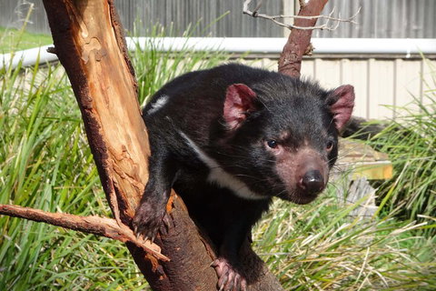 6-Day Tasmania Small-Group Guided Tour With Gourmet Food - Nambucca Heads Accommodation 1