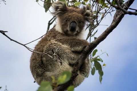 Phillip Island And French Island Wildlife Expedition - Nambucca Heads Accommodation 3