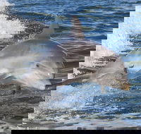 Noosa Oceanrider Scenic Dolphin Safari - Nambucca Heads Accommodation