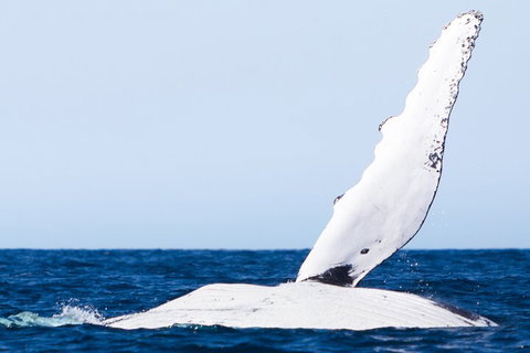 2-Hour Guided Whale Watching Tour At Noosa - Nambucca Heads Accommodation 0