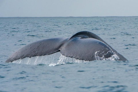 2-Hour Guided Whale Watching Tour At Noosa - Nambucca Heads Accommodation 1