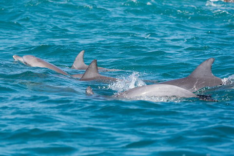 2-Hour Guided Whale Watching Tour At Noosa - Nambucca Heads Accommodation 2