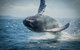 2-Hour Guided Whale Watching Tour At Noosa - thumb 3