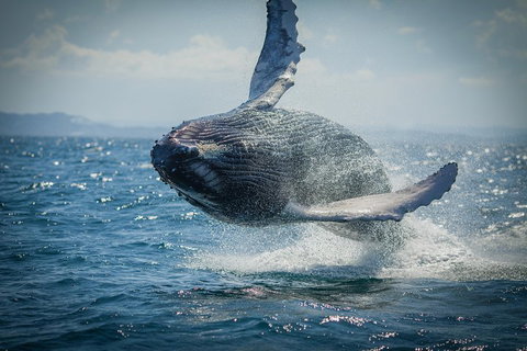 2-Hour Guided Whale Watching Tour At Noosa - Nambucca Heads Accommodation 3