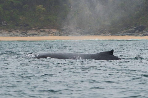 2-Hour Guided Whale Watching Tour At Noosa - Nambucca Heads Accommodation 5