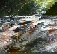 Daintree Rainforest Cape Tribulation Mossman Gorge Small-Group Day Tour - Nambucca Heads Accommodation