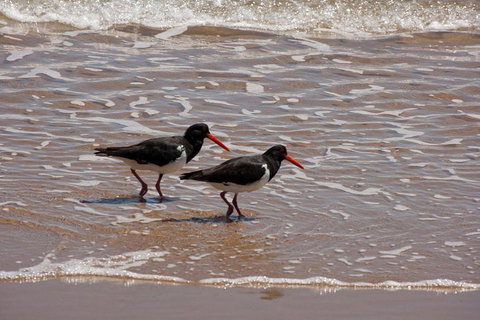 1770 Coastline Tour By LARC Amphibious Vehicle Including Picnic Lunch - Nambucca Heads Accommodation 2