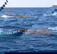 Noosa Whale Watching - Nambucca Heads Accommodation