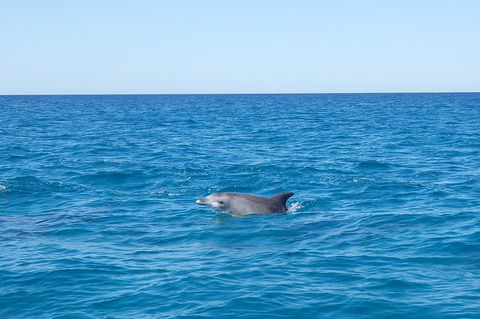 Noosa Wild Dolphin Safari - Nambucca Heads Accommodation 1
