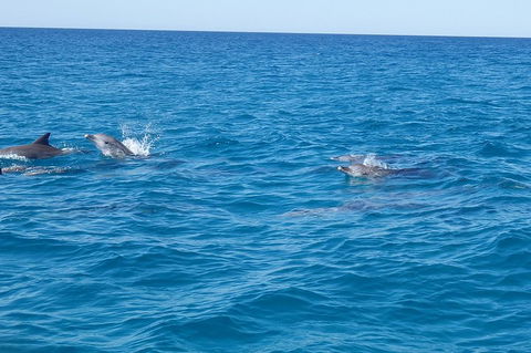 Noosa Wild Dolphin Safari - Nambucca Heads Accommodation 4