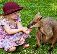 Kuranda Day Tour  HotAir Balloon Combo - Nambucca Heads Accommodation
