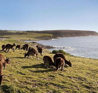 Kangaroo Island Personal Group Tours - Nambucca Heads Accommodation
