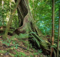 Private Daintree Mossman Gorge Exclusive Nature and Wildlife Focus - Nambucca Heads Accommodation