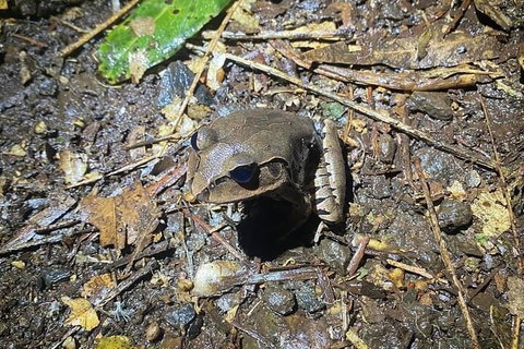 Evening Rainforest & Glow Worm Experience - Nambucca Heads Accommodation 1