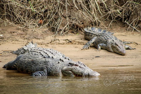 Daintree And Cape Tribulation Full Day Guided Tour - Nambucca Heads Accommodation 3