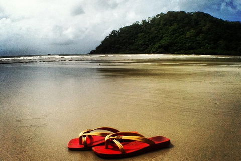 Daintree And Cape Tribulation Full Day Guided Tour - Nambucca Heads Accommodation 4