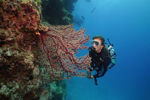 Silversonic Outer Great Barrier Reef Dive And Snorkel Cruise From Port Douglas - Nambucca Heads Accommodation 0