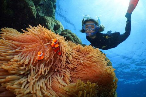 Silversonic Outer Great Barrier Reef Dive And Snorkel Cruise From Port Douglas - Nambucca Heads Accommodation 3