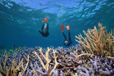 Silversonic Outer Great Barrier Reef Dive And Snorkel Cruise From Port Douglas - Nambucca Heads Accommodation 4