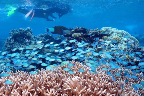 Silversonic Outer Great Barrier Reef Dive And Snorkel Cruise From Port Douglas - Nambucca Heads Accommodation 5
