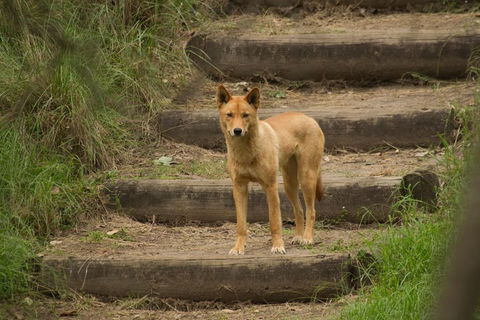 Blue Mountains Small-Group Insider Tour From Sydney - Nambucca Heads Accommodation 3